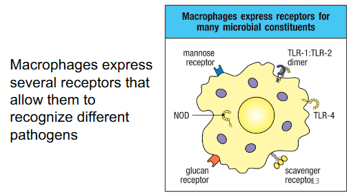 <p>Immune cells express PRR:</p><ul><li><p>Provide an initial discrimination between self and non-self and recognize broad categories of molecules that are commonly found in pathogens (PAMPs)</p></li></ul><p></p>