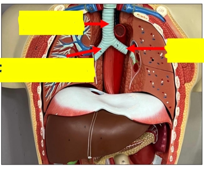 <p>identify the 3 </p><p>what are the 2 tubes under the upper one named</p><p>where do they begin</p>