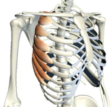 <p>What are the attachments of the serratus anterior?</p>