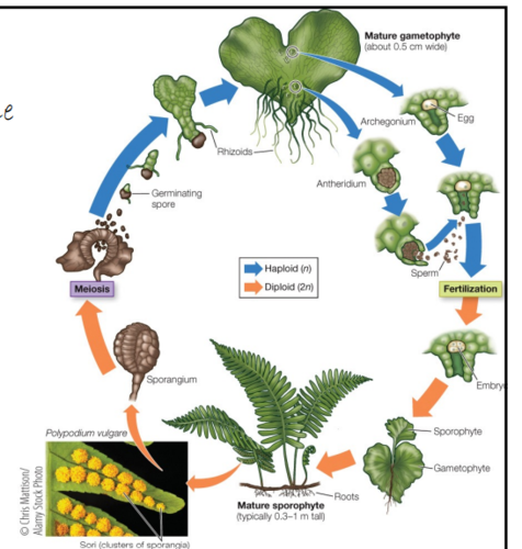 broken sporangium releases germinating spores --> mature gametophyte (heart shaped) --> antheridium or archegonium produce sperm or egg --> fertilization --> embryo --> sporophyte --> mature sporophyte