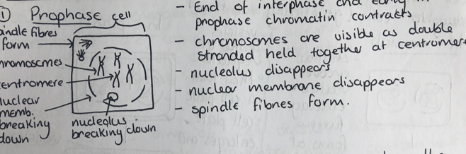 <p>Double stranded structures, nucleolus disappears, spindle fibres appear, nuclear membrane breaks down</p>