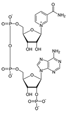 <p>similar to NAD+/NADH, provides the reducing power for anabolic processes</p>