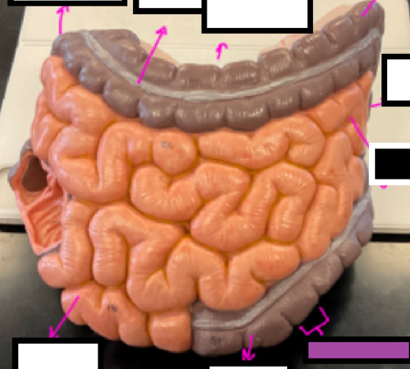 knowt flashcard image
