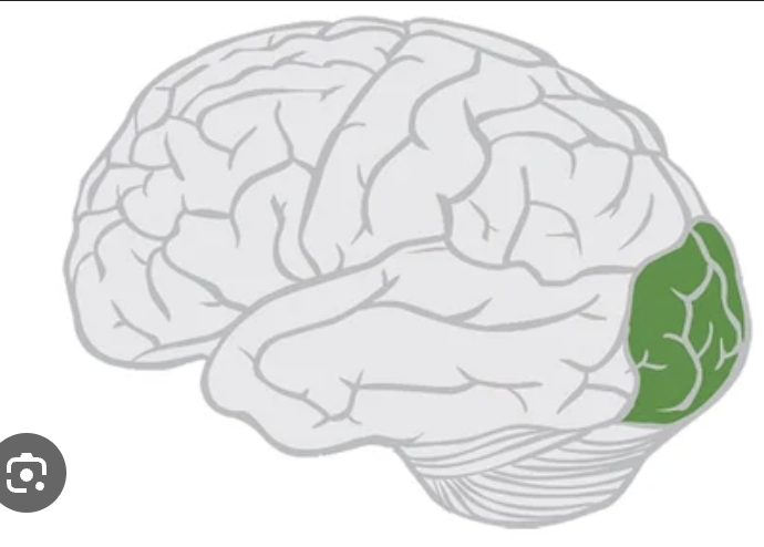 <p>The back of the brain</p>