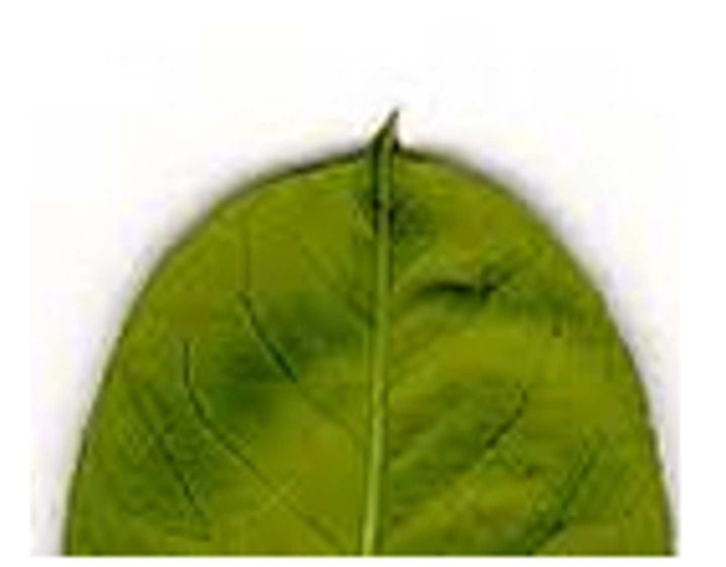 <p>tipped with a short, sharp, abrupt point</p>