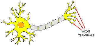 <p>Axon Terminals</p>