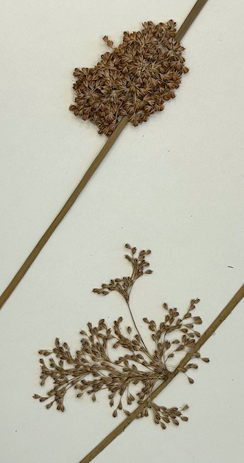 <p>Poales</p><p>Juncaceae</p><p><span style="background-color: transparent;"><em><span>J. effusus</span></em></span></p>