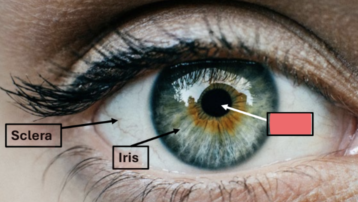 <ul><li><p>central hole in iris</p></li><li><p>allows light into eye</p></li></ul><p></p>