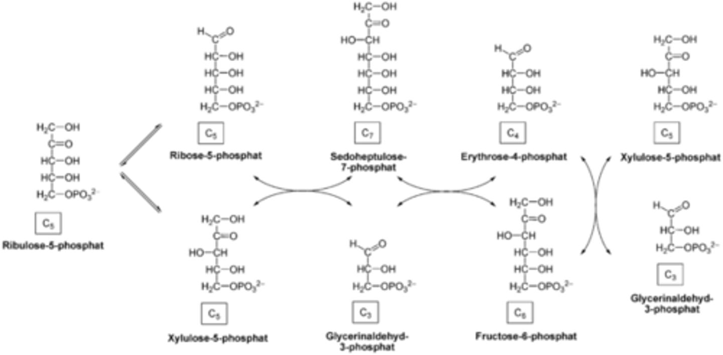 <p>True. The purpose of the non-oxidative phase of the pentose phosphate pathway is to produce ribose-5-phosphate and interconvert between sugars found in the pentose phosphate pathway and sugars found in glycolysis.</p>