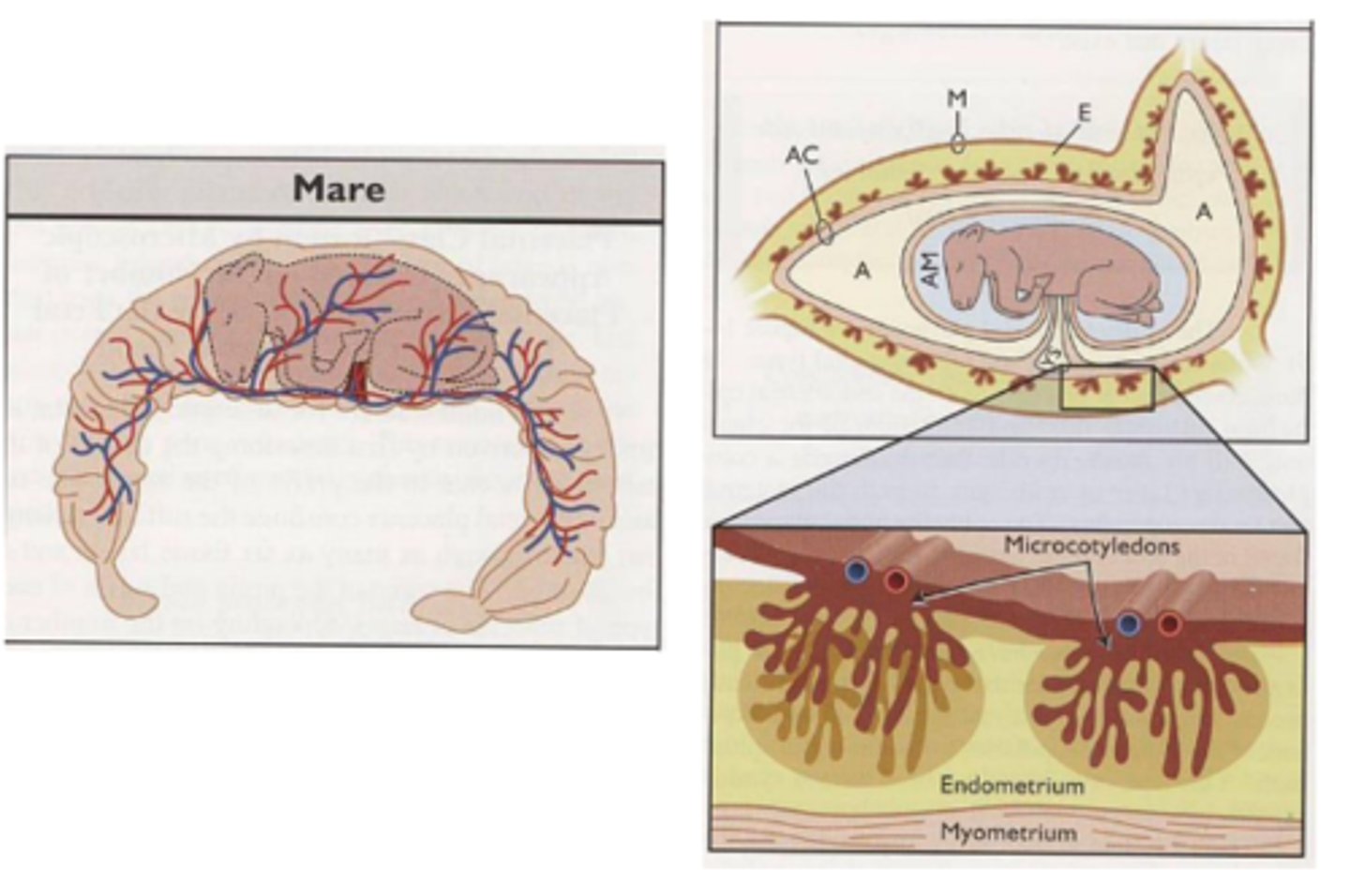 <p>made up of microzones called microcotyledons</p>