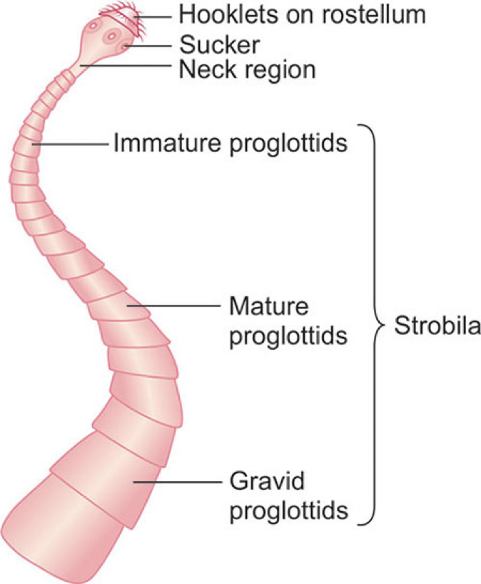 <ul><li><p>Scolex- head</p><ul><li><p>may have attachment organ</p><ul><li><p>suckers</p></li><li><p>hooks</p></li></ul></li><li><p>simple or missing</p></li></ul></li><li><p>neck</p><ul><li><p>undifferentiated area</p></li><li><p>produces new segments</p></li></ul></li><li><p>stroblia</p><ul><li><p>sum of proglottids</p></li></ul></li><li><p>proglottid</p><ul><li><p>“segment”</p></li><li><p>contains male and female organs</p></li></ul></li></ul><p></p>