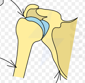 <p>Spherical head into cup; ex: shoulder, hip.</p>