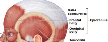 <p>Epicranius muscle</p>