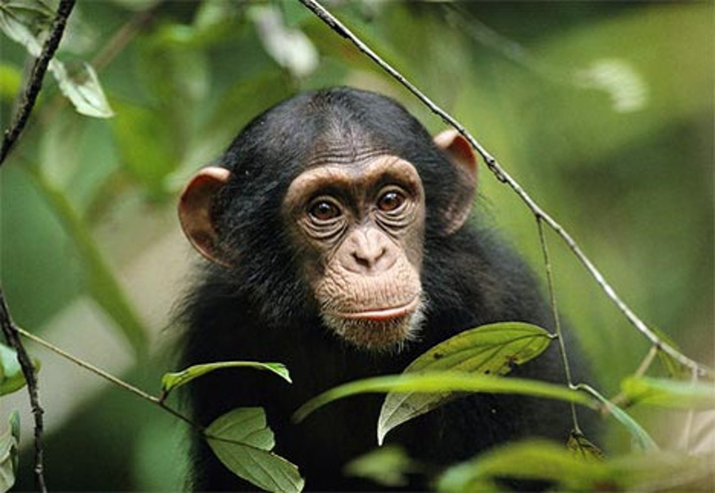 <p>chimpanzee</p>