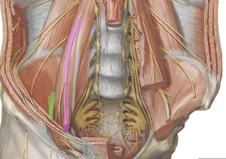 <p>what nerve is highlighted in green?</p>