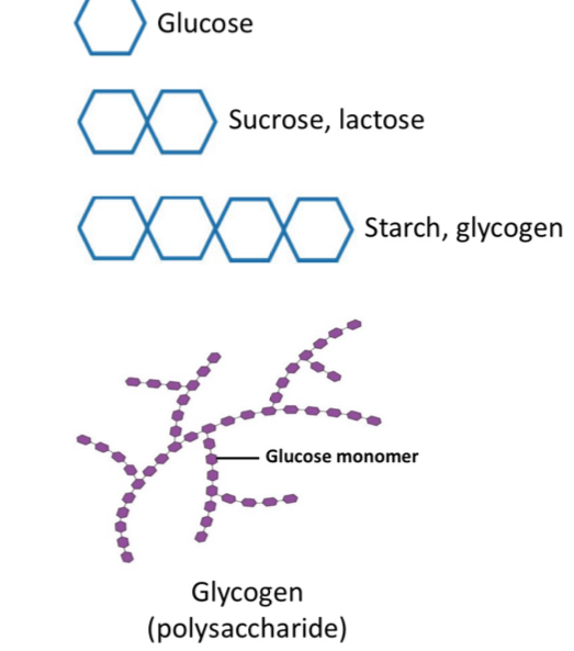 <ul><li><p>sugars and starches</p><ul><li><p>monosaccharides</p></li><li><p>disaccharides</p></li><li><p>polysaccharides</p></li></ul></li><li><p>larger CHOs are less soluble</p></li><li><p>functions:</p><ul><li><p>Energy (glucose)</p></li><li><p>structural material - cell membrane, DNA/RNA</p></li></ul></li></ul><p></p>
