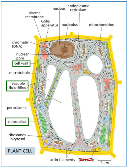 <p>Lec 13: membrane structure: animal vs plant cell specialties</p>
