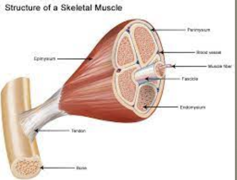 <ul><li><p>Densely packed groups of elongated muscle fibres</p></li><li><p>In skeletal muscle</p></li><li><p>Grouped into bundles called <strong>fascicules</strong></p></li></ul>