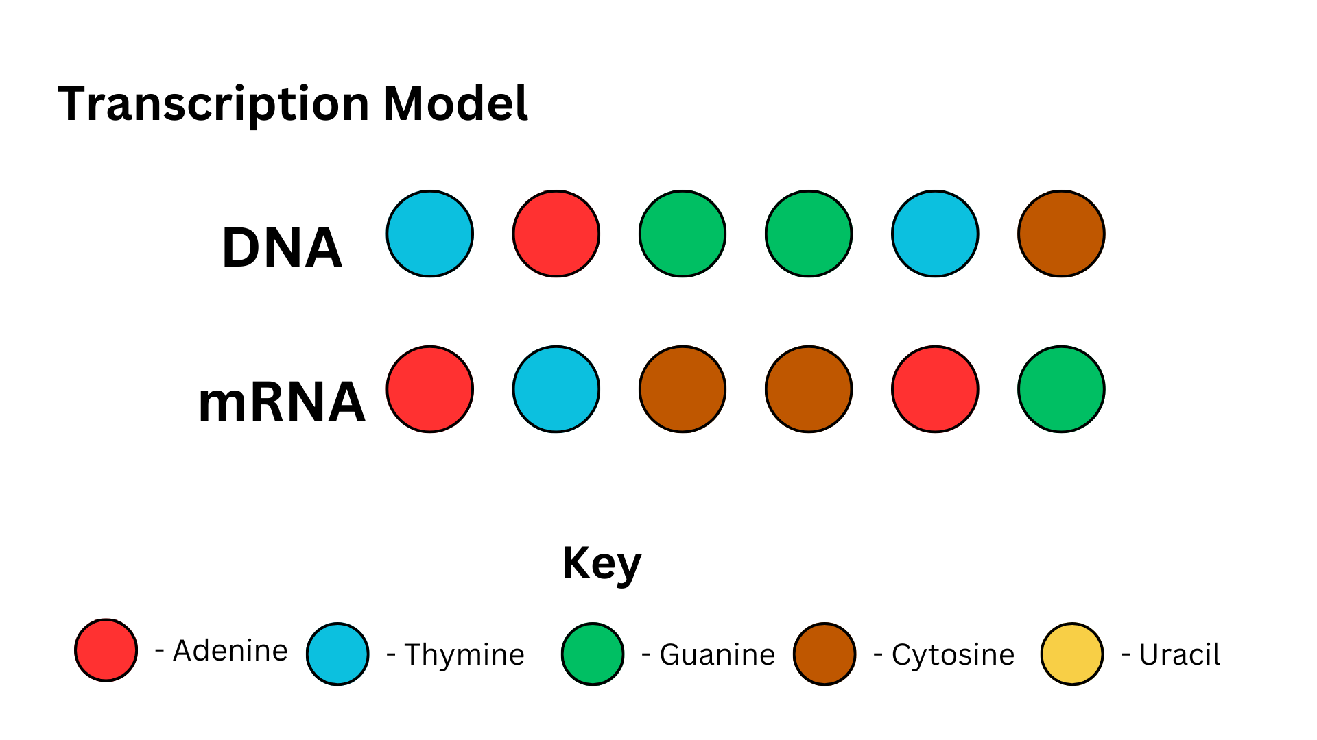 <p><span>Your classmate is demonstrating transcription using colored chocolate candies, where each color represents a different nucleotide. They produce the model below and ask you to evaluate it for correctness.&nbsp;Which of the following is the BEST feedback to give your classmate regarding their model?&nbsp;</span></p>