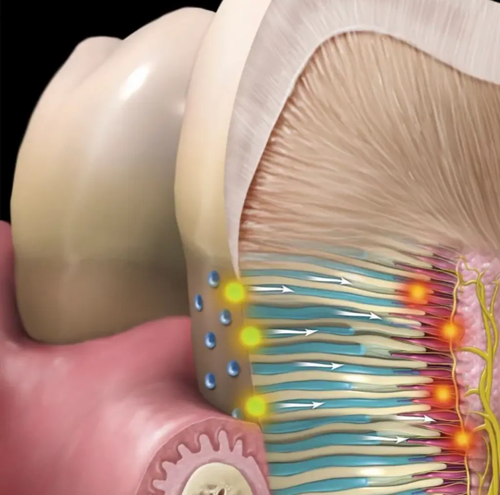 <p>channels that run from pulp chamber to outer surface of dentin</p>