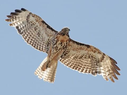 <p><span><em>Southwestern </em>Red-Tailed Hawk</span></p><p><span>(adolescent pictured)</span></p>