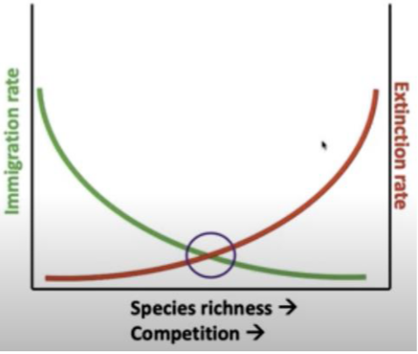 <ul><li><p>Size matters</p><ul><li><p>Large: Greater species abunadnace</p></li><li><p>Small: Greater species extinction</p></li></ul></li><li><p>Distance to mainland matters</p><ul><li><p>Closer: Higher diversity</p></li><li><p>Farther: Lower richness</p></li></ul></li><li><p>Rates of immigration vs extinction</p></li><li><p>Equilibrium theory of species diversity</p></li></ul><p></p>