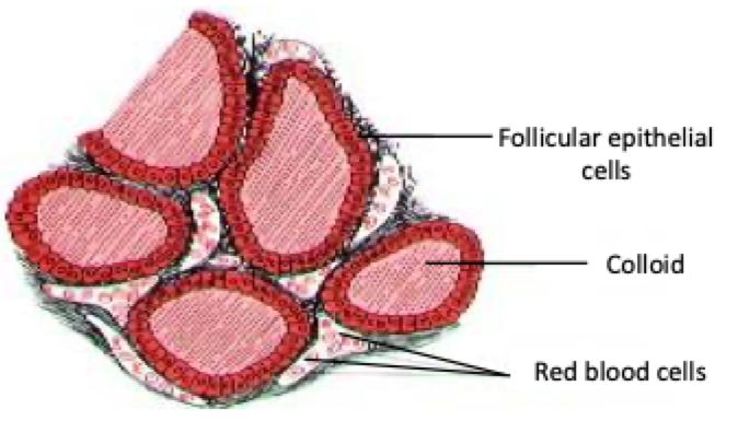 Spherical structures in the thyroid gland, consisting of follicular epithelial cells surrounding a lumen filled with colloid and thyroglobulin.