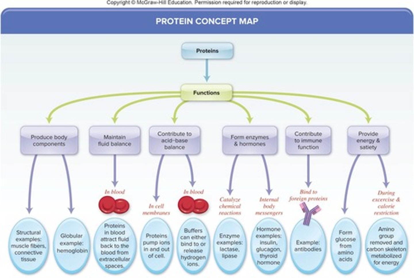 <p>Includes building body components and immune function.</p>