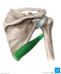 <p>Function: Extension of shoulder, Adduction of shoulder, Internal rotation of shoulder</p><p>Exercise: Single arm cable row</p><p>Stretch: Standing side bend</p>