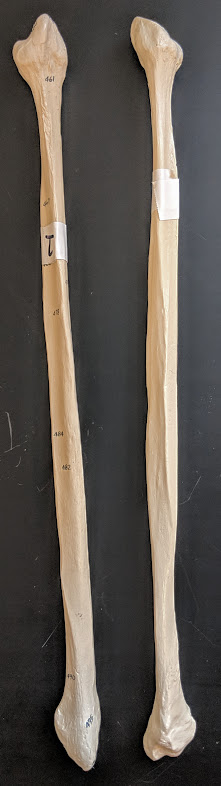 <p>Name this bone</p>