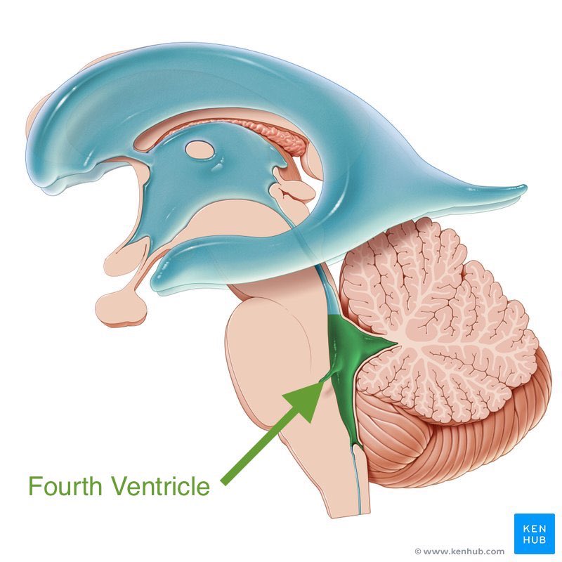 <p>In between cerebellum and backside of brainstem</p><p>Has opening for CSF (medial and lateral apertures) to flow around the arachnoid layer</p>