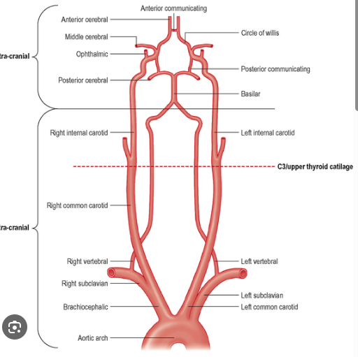 <p>Write out the entire cerebrovascular anatomy, including the circle of willis </p>