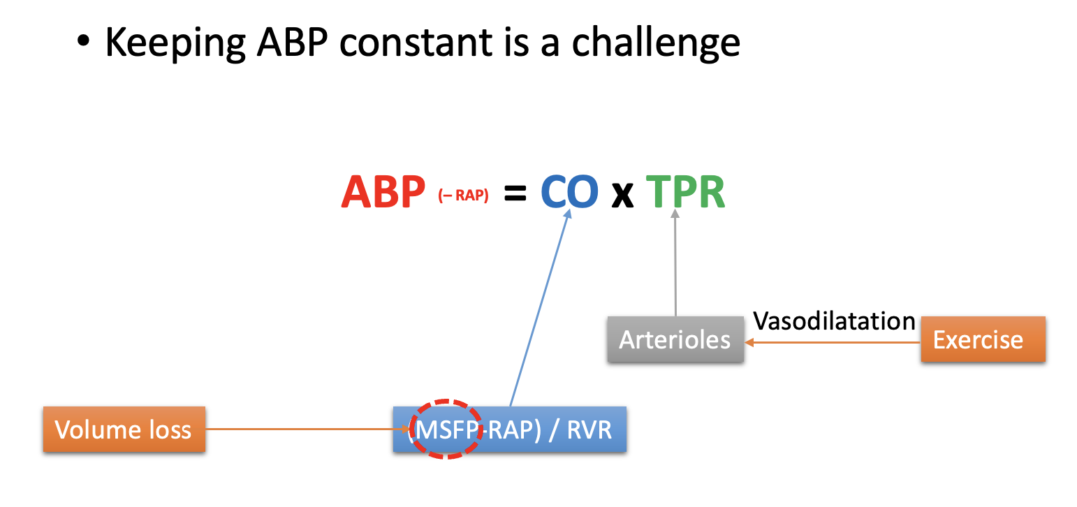 <p>TPR→ primarily a function of arteriolar resistance</p><p>CO→ afterload<strong> does not</strong>&nbsp;greatly influence CO</p><p></p><p>THEREFORE: they provide two separate mechansims for regulation of ABP</p><p></p>