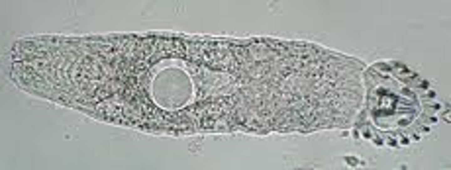<p>Phylum?</p>