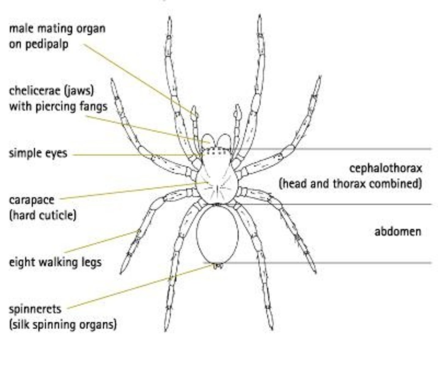 <p>Leeches are external parasites that use razor-sharp jaws or a proboscis to make incisions in hosts and feed on their blood.</p>