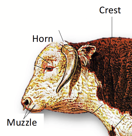 <p>In cattle, the <u>top of the head</u> and the site where <u>horns will emerge</u> in horned cattle.</p><p>There are <strong>polled breeds</strong> of cattle which are born hornless.</p>