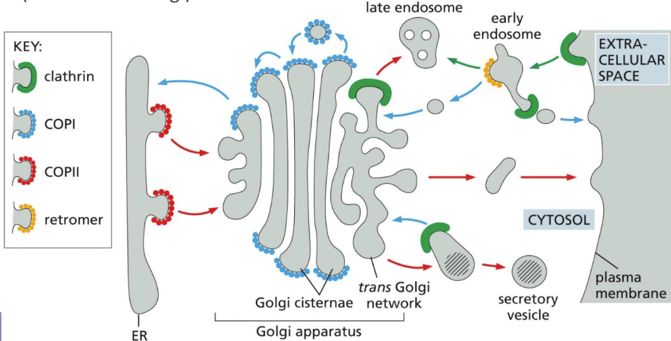<p><span>form specialized coated regions of membranes&nbsp;</span></p><ul><li><p class="Paragraph SCXW264357369 BCX0" style="text-align: left"><span>Coats include Clathrin (P -&gt; G), COPII (ER -&gt; G), &amp; COPI (G -&gt; ER)&nbsp;</span></p></li></ul><p></p>