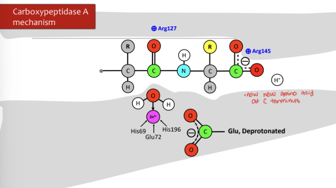 \-deprotonated Glu deprotonates water with Zn2+ and then that group attacks the carbonyl and double bond moves up on oxygen

\-electrons from oxygen move to make double bond and bond from carbon and nitrogen attack protonated Glu and cleave off and amino acid leaves

\-hydroxide Zn2+ molecule gains a proton and cleaves off carbon

\-process starts all over again