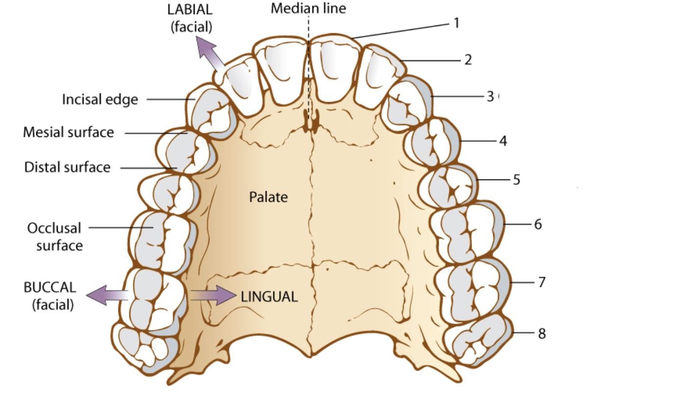 <p>What is number 6</p>