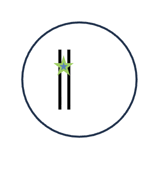 <p>DNA replication (S phase)</p><p>1 DNA molecules </p><p>0 Homologous pairs </p><p>2 Chromatid</p><p>1 Sister chromatids </p>
