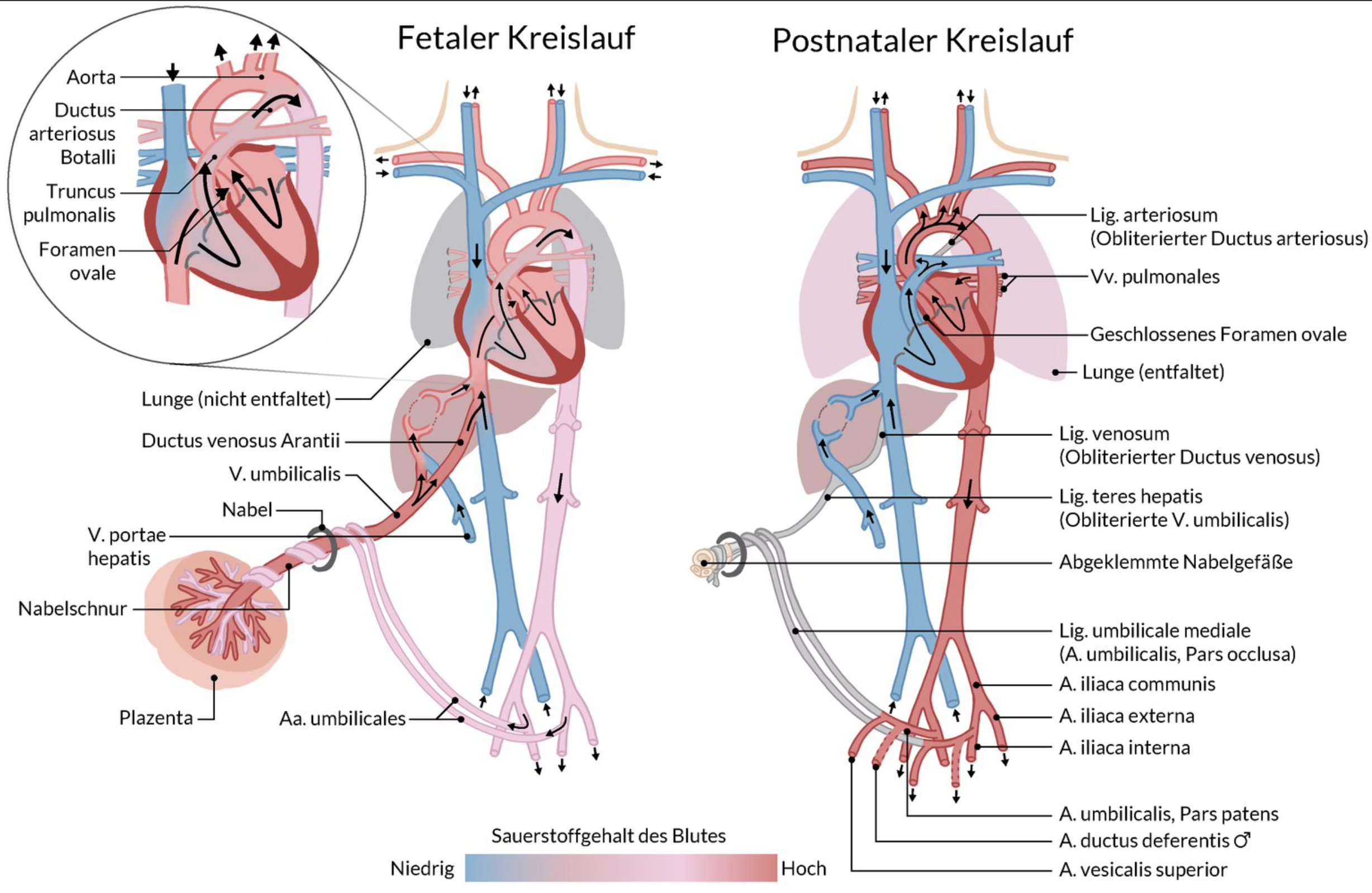 <p>D. Right atrium and left atrium</p>