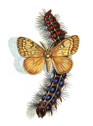 term image