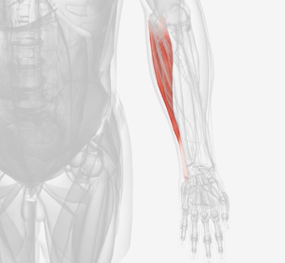 <p>what muscle is this?</p>