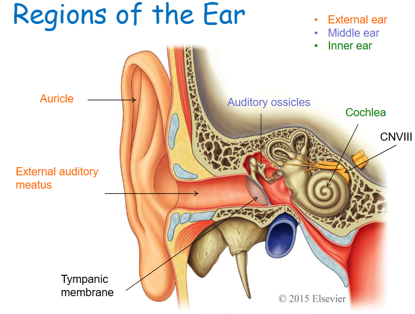 <p>Cochlea and other structures associated with equilibrium. </p>