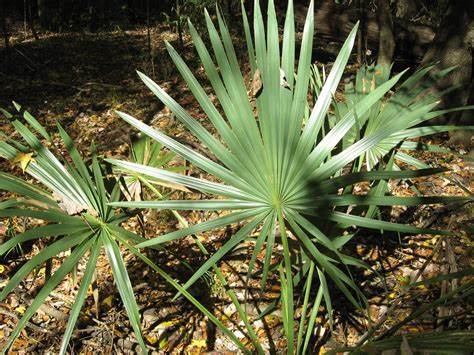 Dwarf Palmetto 