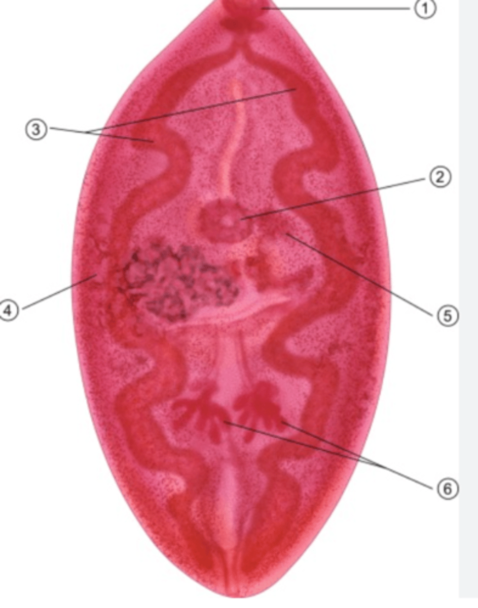 <p>identify this image</p>