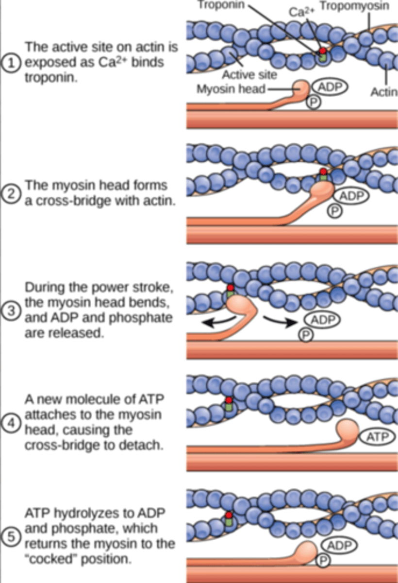 <p>excitation-contraction coupling:</p><p>- depolarisation at neuromuscular junction</p><p>- conducted down t-tubules</p><p>- influx of calcium ions into sarcoplasm from sarcoplasmic reticulum</p><p>- calcium binds to troponin C causing a change in conformation that moves tropomyosin away from myosin head binding sites on the actin filaments</p><p>- this allows the myosin head to bind to the actin, forming a cross-link</p><p>- a power stroke occurs as myosin heads pivot in a 'rowing motion' moving the actin past the myosin towards the M line</p><p>- ATP then binds to the myosin head causing it to release the actin so the process can repeat</p>