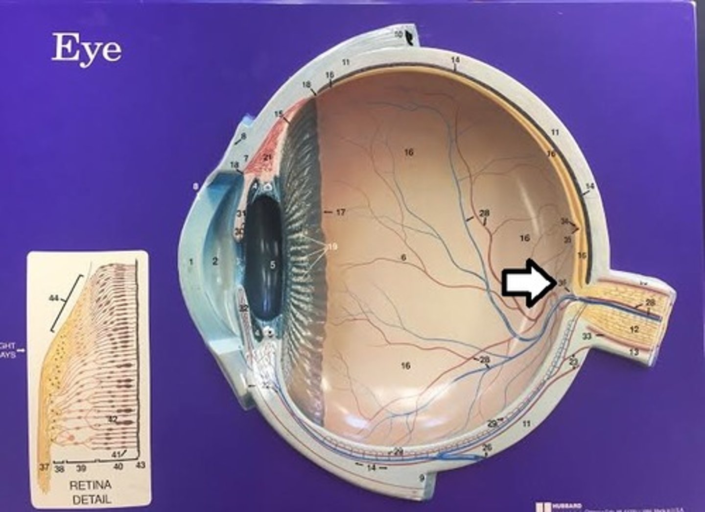 <p>Area where the optic nerve exits; lacks photoreceptors.</p>