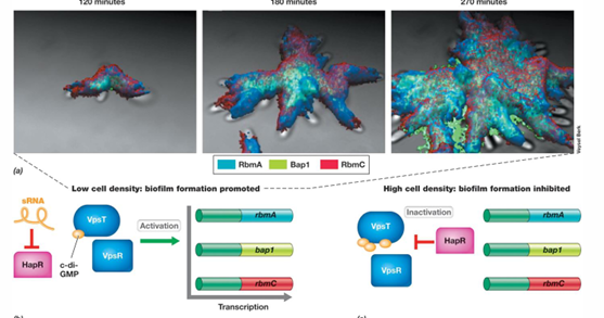 What role do biofilms play in Vibrio cholerae’s survival?
