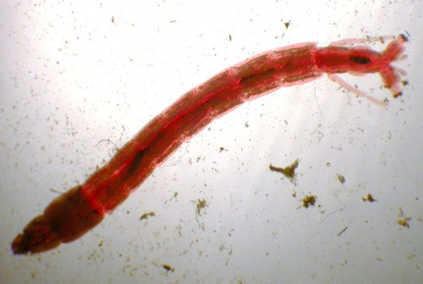 <p>Class 4, larva of the midge, turn blood red under low oxygen conditions, have substance similar to hemoglobin that holds oxygen absorbed through gills, eat dead plant and animal matter, food for fish, water mites, and insect larva</p>